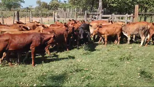 Lote 120 Terneros en Santo Tomé, Corrientes