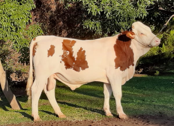 Lote Toros - Establecimiento La Clide