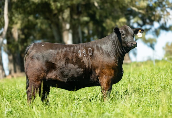 Lote Lote 10 Jacaranda