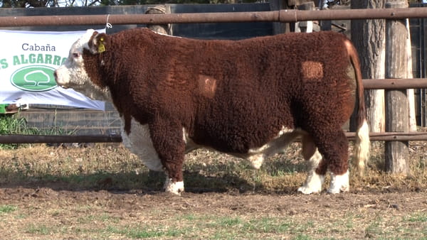 Lote TORO HEREFORD CABAÑA LOS ALGARROBOS