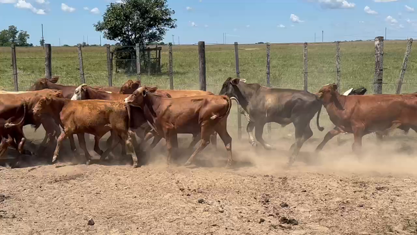 Lote 130 Terneros en Ita-Ibate, Corrientes