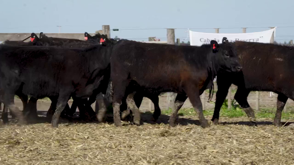 Lote Vaquillonas MAS