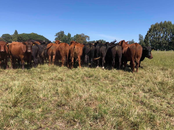 Lote 45 Novillo Gordo en Purranque, X Región Los Lagos