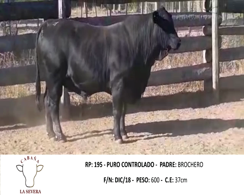 Lote SEVERA  195