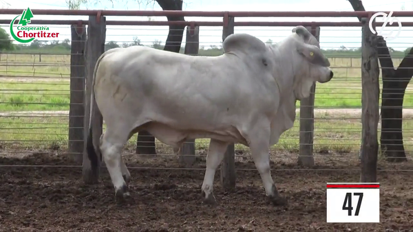 Lote Brahman