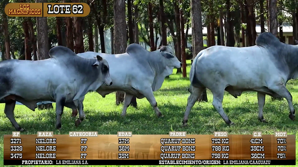 Lote LOTE 62