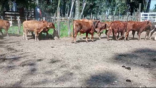 Lote 40 Terneros en Virasoro, Corrientes