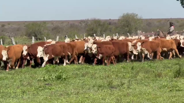 Lote 115 Terneros en Corrientes, Mercedes