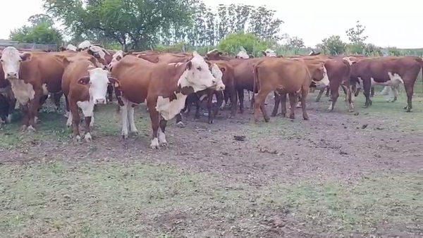 Lote 36 Vacas de invernar en Villaguay, Entre Ríos