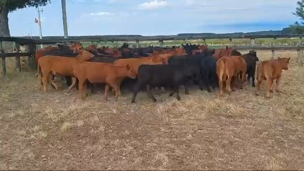 Lote 61 Terneros