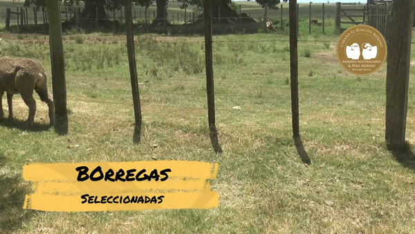 Lote Borregas Seleccionadas