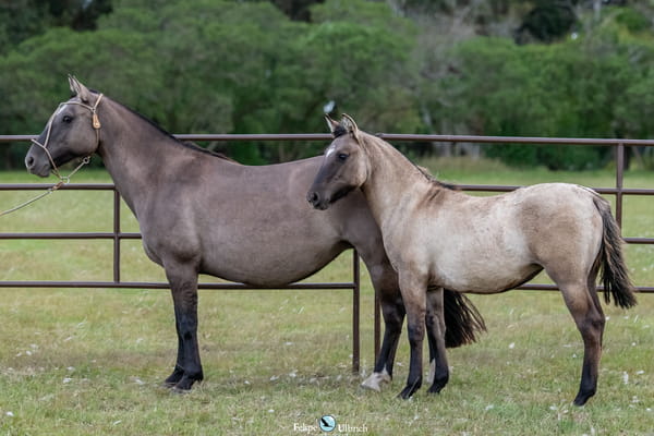 Lote JAGUEL UNA COPA