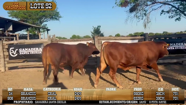 Lote LOTE 52