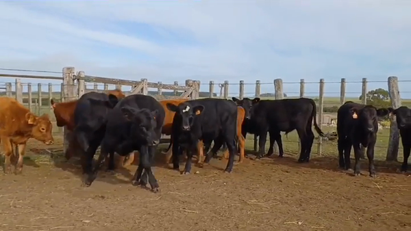Lote 15 Terneros 5 RED ANGUS /  10 ANGUS 145kg -  en COQUIMBO