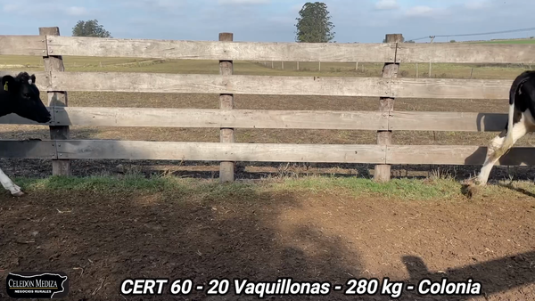 Lote 20 Vaquillonas 1 a 2 años en Colonia