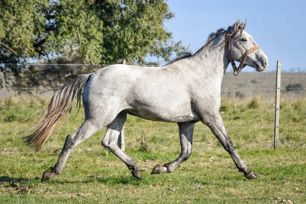 Lote "	TABACO LA FLECHILLA"