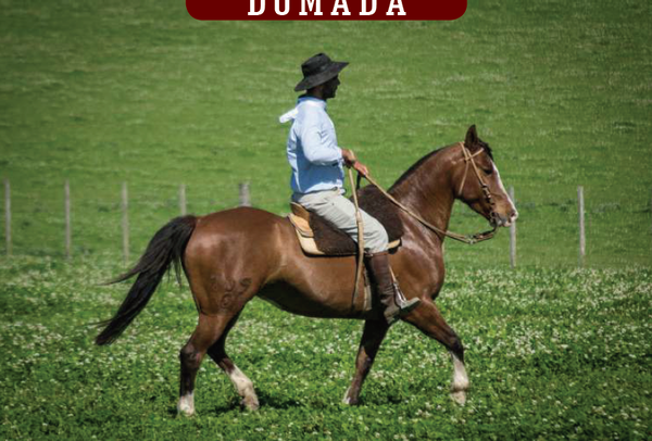 Lote YÚBELY FLOR Y TRUCO