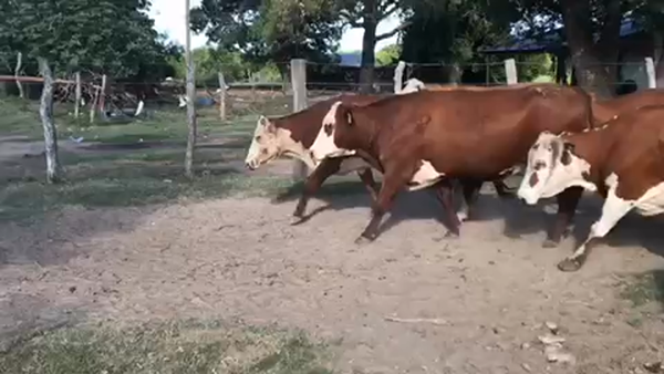 Lote 45 Vacas de invernar en Esquina, Corrientes