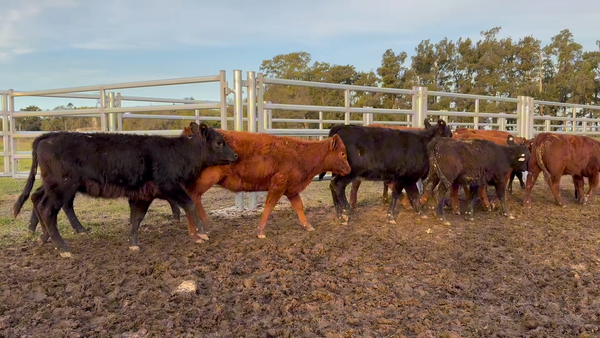 Lote 58 Terneras