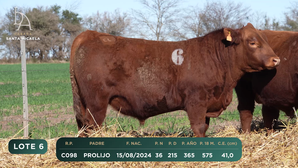 Lote TOROS PC a CAMPO con DEPs
