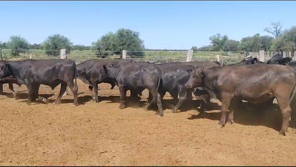 Lote 65 Novillos en Quimilí, Santiago del Estero