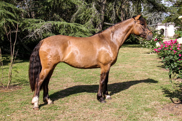 Lote RP  1268 - QUELEN VENTOLERA