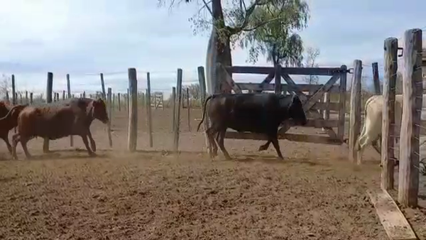 Lote 105 Vacas de invernar en Juan José Castelli, Chaco