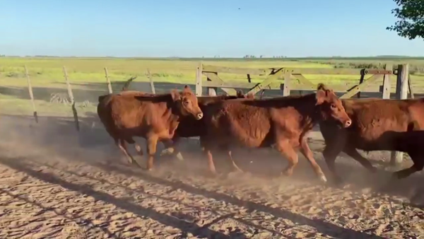 Lote 75 NTOS, DAIREAUX, PCIA DE BS. AS.