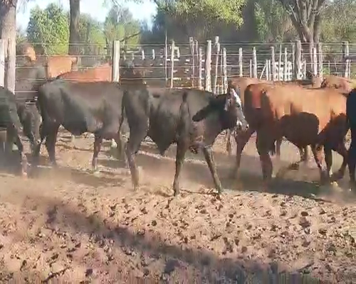 Lote 120 Terneros/as en Tintina, Santiago del Estero