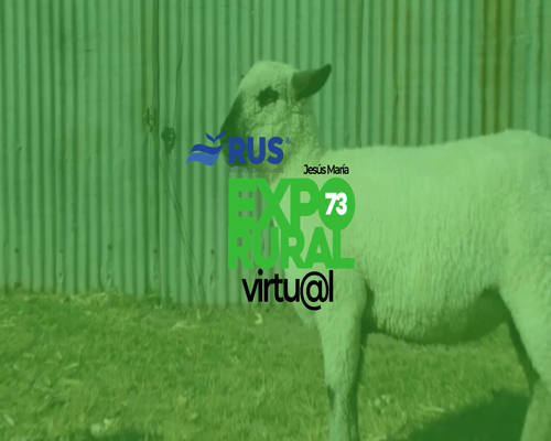 Lote BORREGA HAMPSHIRE DOWN