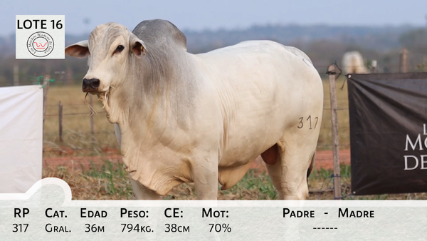 Lote LOTE 16