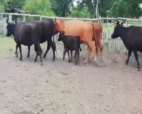 Lote 33 Vacas nuevas en San José de Feliciano, Entre Ríos