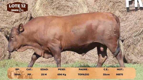 Lote LOTE 12