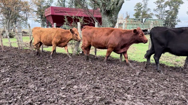 Lote VACAS PREÑADAS