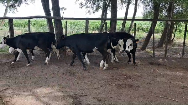 Lote TERNERAS