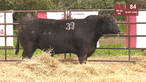 39 3002 — TOROS ANGUS NEGROS  PC