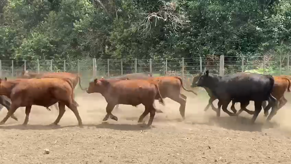 Lote 75 Terneros en Laprida