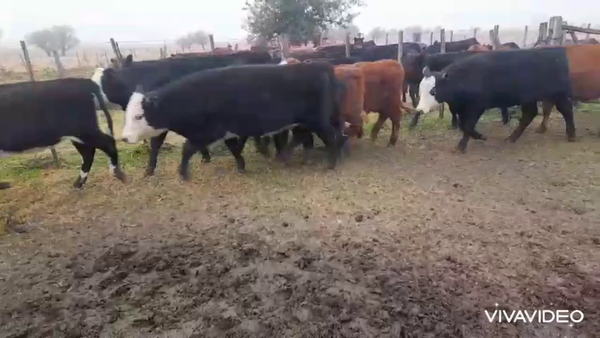 Lote 60 Terneros/as