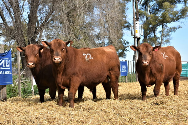 Lote "Cabaña ""La Marianita"" Toros Angus PC"