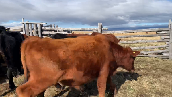 Lote 54 Novillo Engorda en Coyhaique, XI Región Aysén