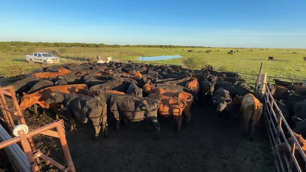 Lote 86 Vacas usadas preñadas
