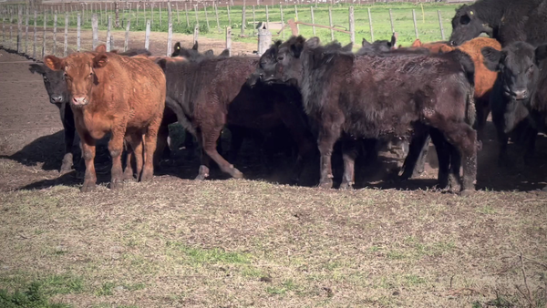 Lote 65 Novillitos en Saladillo, Buenos Aires