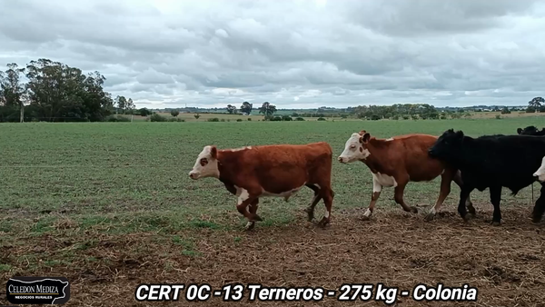 Lote 13 Terneros en Tarariras, Colonia