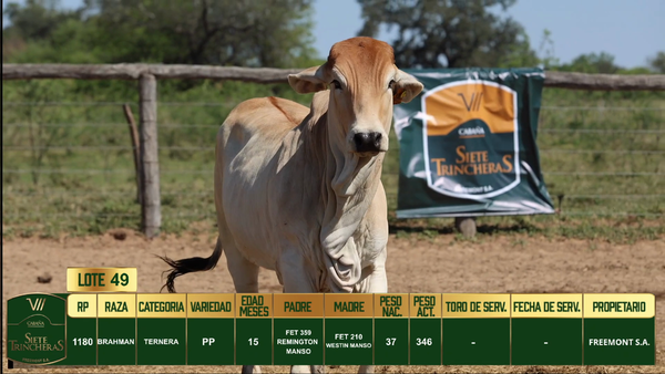 Lote LOTE 49