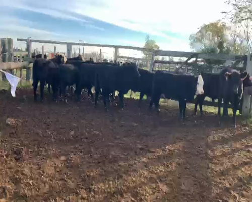 Lote TERNEROS