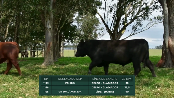 Lote RP - 1193 - 1165 - 1168