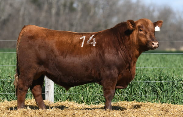Lote TORO ANGUS PP