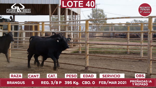 Lote Reproductores de Alborada - Lote 40