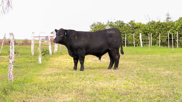 Lote CABAÑA COEMBOTÁ: RP 202