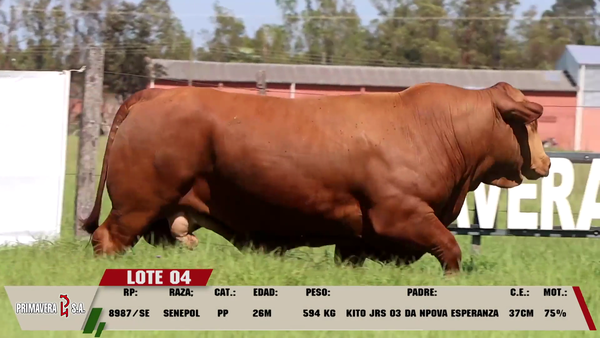 Lote LOTE 4